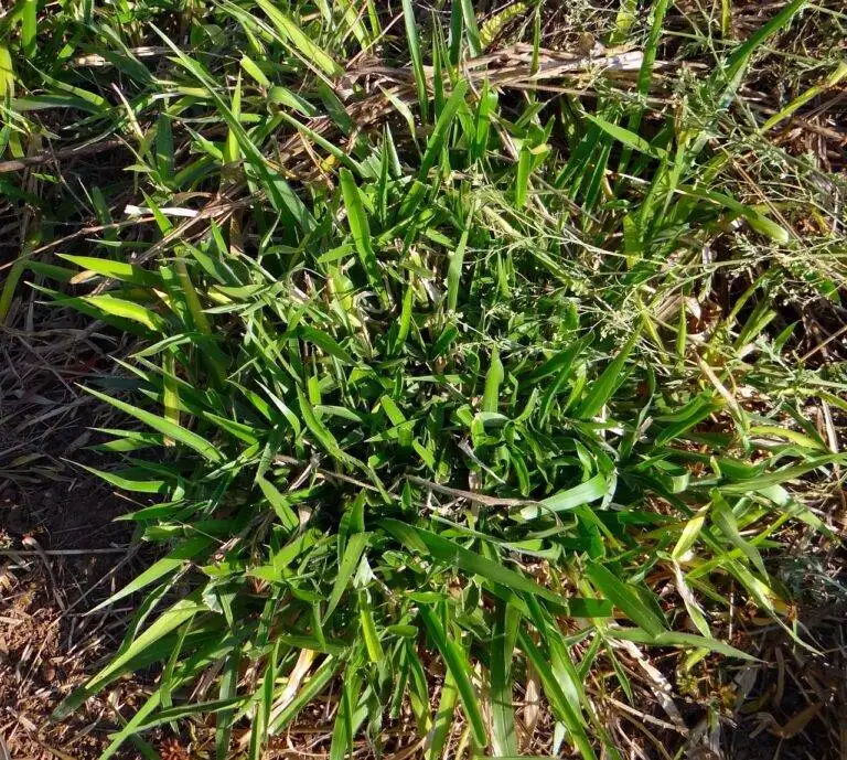 The Evolution of Ballot Design Over the Decades